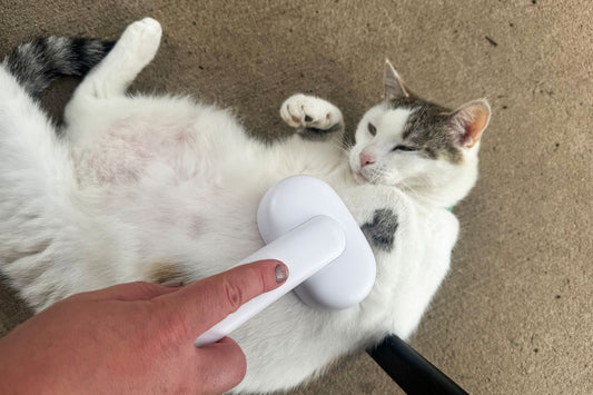 Cute Test Brush